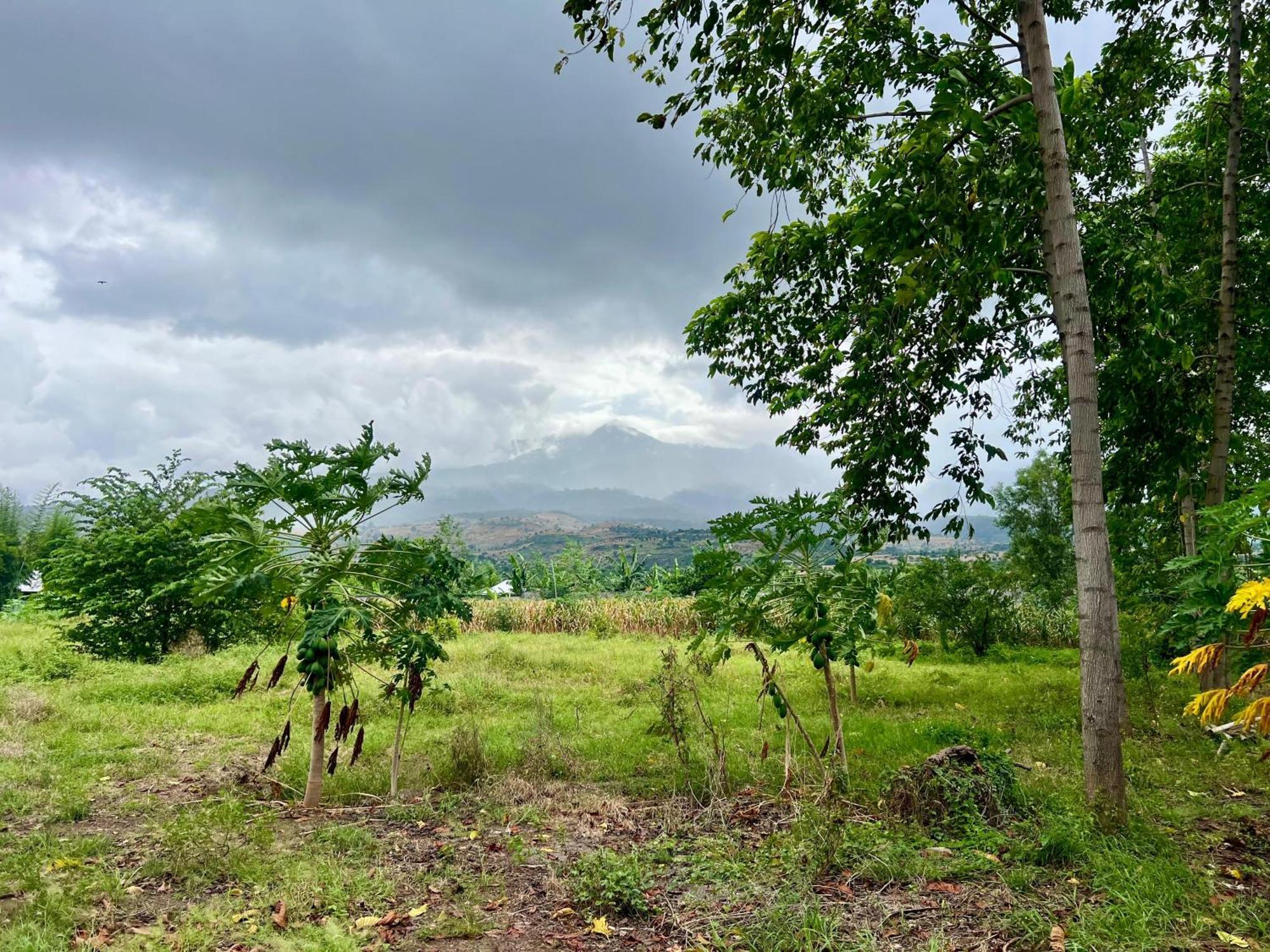 Pohon Purba Resort & Restaurant Labuhan Pandan Экстерьер фото