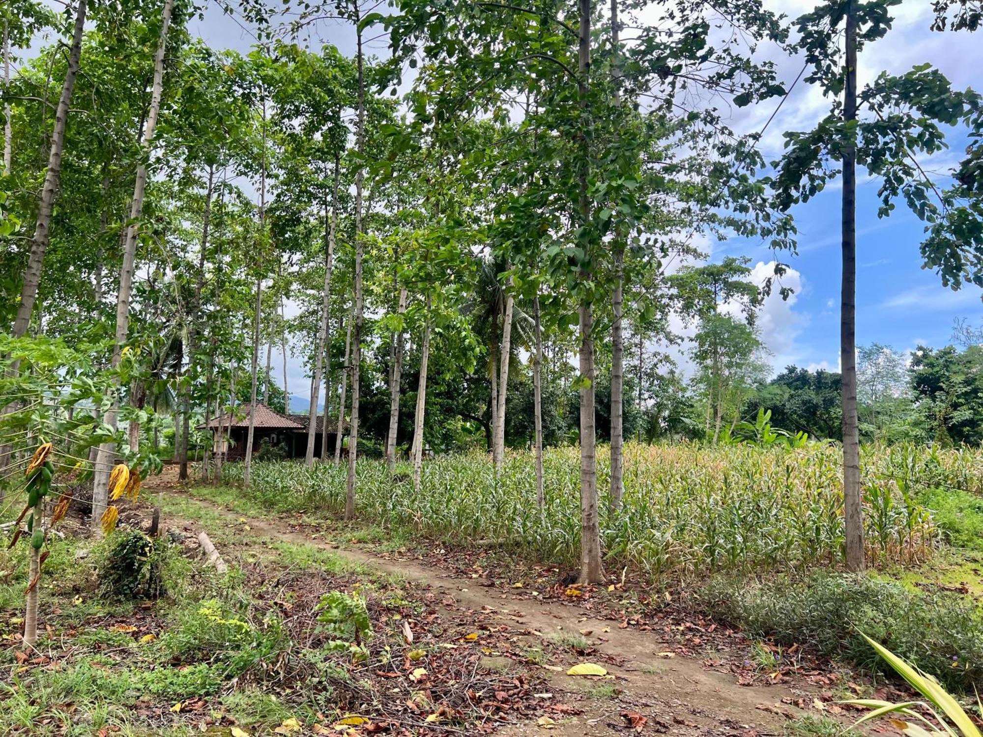 Pohon Purba Resort & Restaurant Labuhan Pandan Экстерьер фото